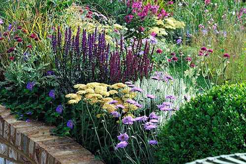 тысячелистник декоративный посадка и уход в открытом грунте, фото, выращивание из семян и сочетание в ландшафтном дизайне