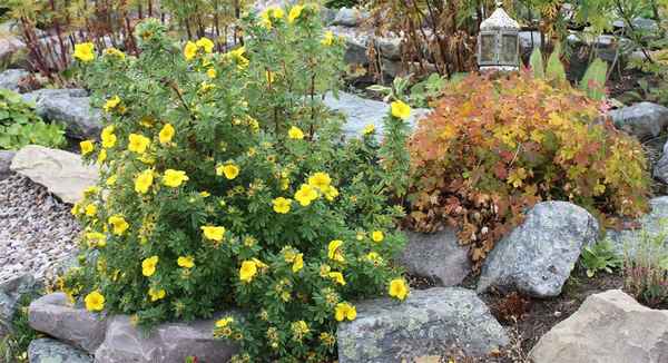 курильский чай посадка и уход в открытом грунте, фото сортов, размножение, выращивание и сочетание в ландшафтном дизайне