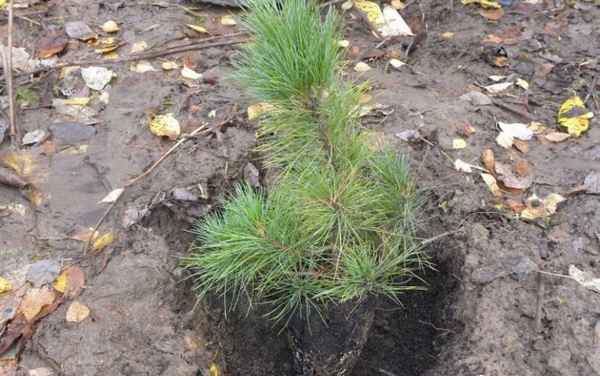 как посадить кедр (из орешка, саженец) в домашних условиях на садовом участке пошагово с фото