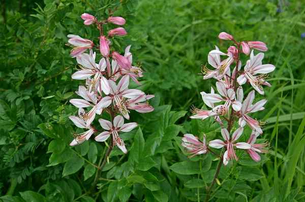 ясенец кавказский посадка и уход в открытом грунте + фото