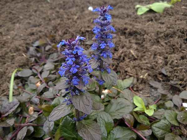 живучка ползучая: посадка и уход, фото, размножение сорта, выращивание в открытом грунте и сочетание в ландшафтном дизайне