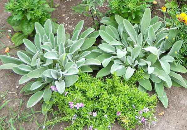 стахис шерстистый: посадка и уход, фото, выращивание в открытом грунте, размножение и сочетание в ландшафтном дизайне