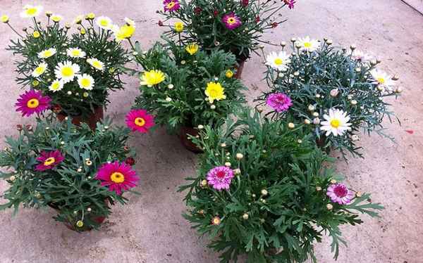 аргирантемум посадка и уход в открытом грунте, размножение, сорта, выращивание и сочетание в ландшафтном дизайне + фото