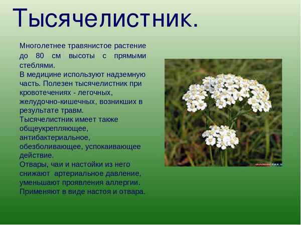 тысячелистник: лечебные свойства и противопоказания (фото, отзывы, рецепты)