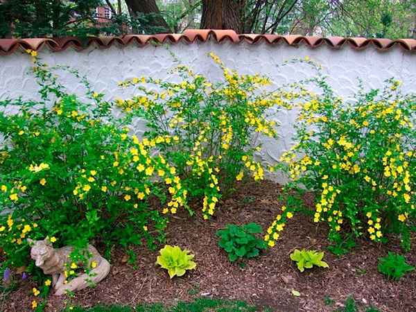 керия желтая посадка и уход в открытом грунте, размножение сорта, выращивание и сочетание в ландшафтном дизайне + фото