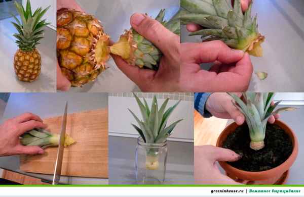 как посадить ананас в домашних условиях из верхушки: пошаговая инструкция с фото и видео