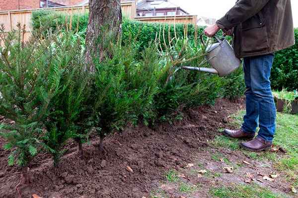 тис ягодный: посадка и уход в открытом грунте, фото, размножение, сорта, выращивание и сочетание в ландшафтном дизайне