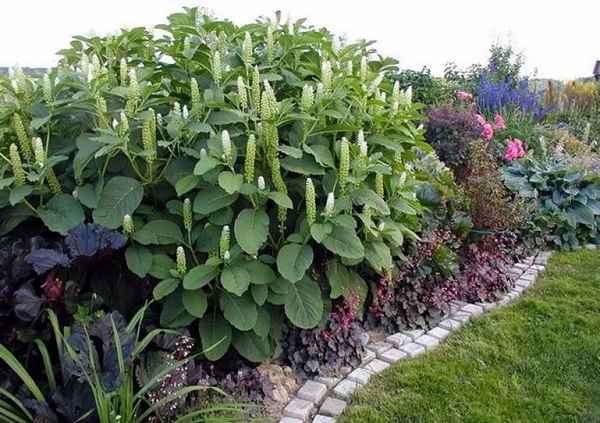 лаконос посадка и уход, выращивание в открытом грунте и сочетание с другими растениями в ландшафтном дизайне, фото