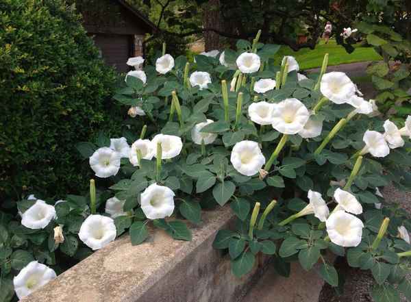 цветы дурман: посадка и уход, фото, размножение, сорта, выращивание в открытом грунте и сочетание в ландшафтном дизайне