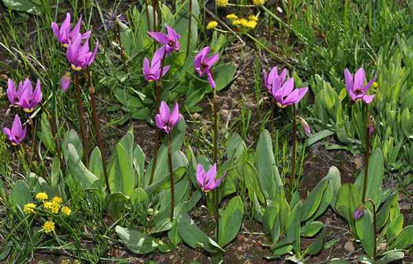 додекатеон: посадка и уход в открытом грунте, фото, размножение, сорта, выращивание и сочетание в ландшафтном дизайне