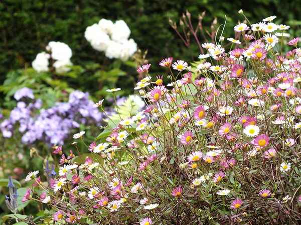 эригерон: посадка и уход, фото, место в ландшафтном дизайне, размножение и выращивание в открытом грунте