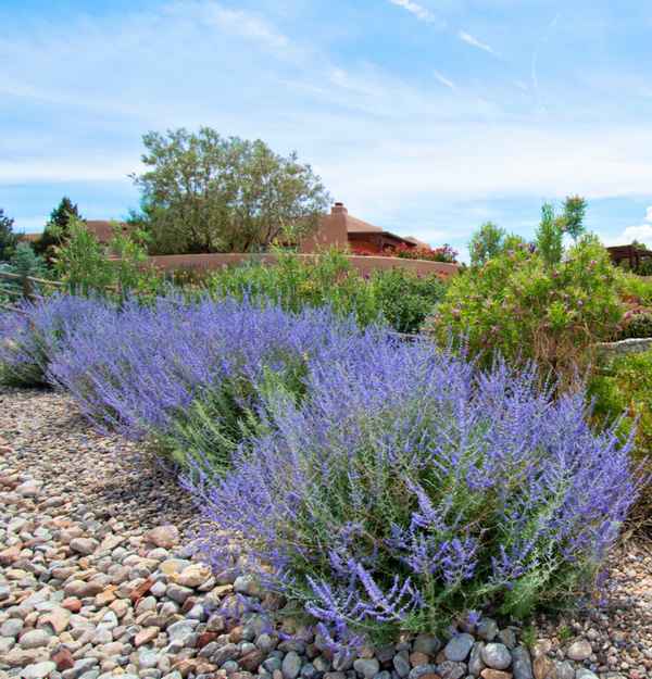 перовския посадка и уход, фото в ландшафтном дизайне, размножение в открытом грунте и выращивание, сорта
