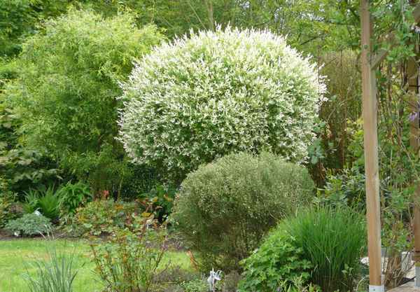 ива шаровидная: посадка и уход, фото, размножение сорта, выращивание в открытом грунте и сочетание в ландшафтном дизайне