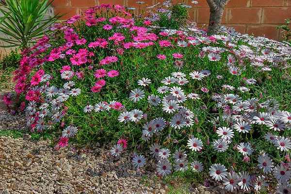 диморфотека посадка и уход в открытом грунте, фото сортов, размножение, выращивание и сочетание в ландшафтном дизайне