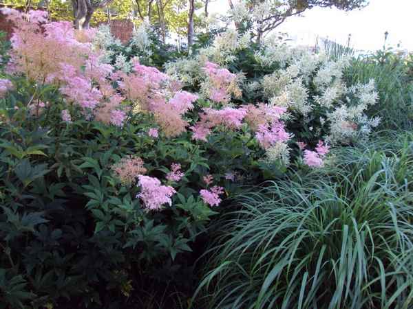 лабазник выращивание и уход в открытом грунте, посадка и размножение, сорта и сочетание в ландшафтном дизайне, фото