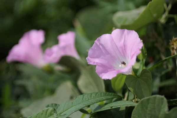 калистегия посадка и уход в открытом грунте, выращивание и размножение, сорта, фото, сочетание в ландшафтном дизайне