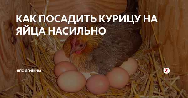 как посадить курицу на яйца в домашних условиях насильно