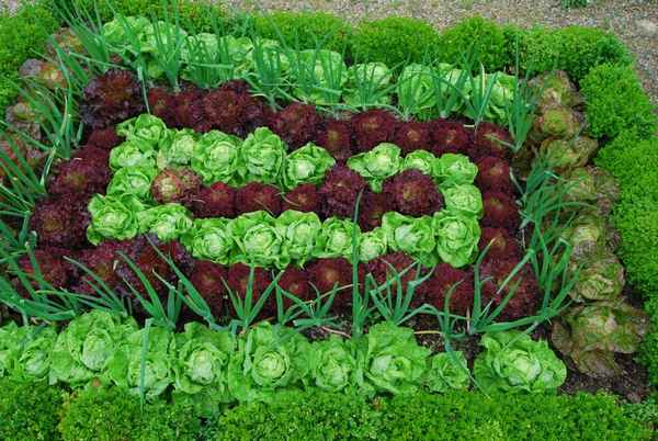 что можно посадить в тени и полутени из овощей и зелени на даче весной + фото
