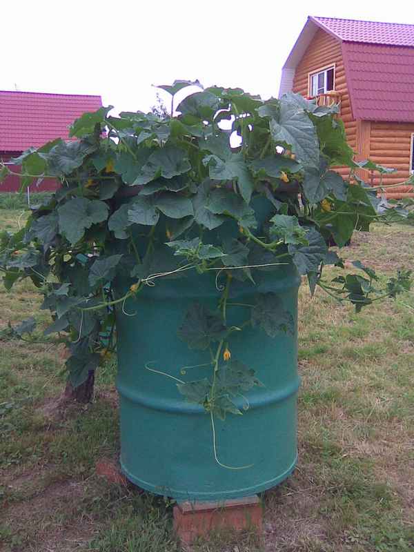 как посадить огурцы в бочке (видео + пошаговая инструкция)