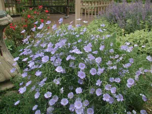 лен гoлyбой многолетний выращивание и уход в открытом грунте, посадка и размножение сорта, сочетание в ландшафтном дизайне, фото