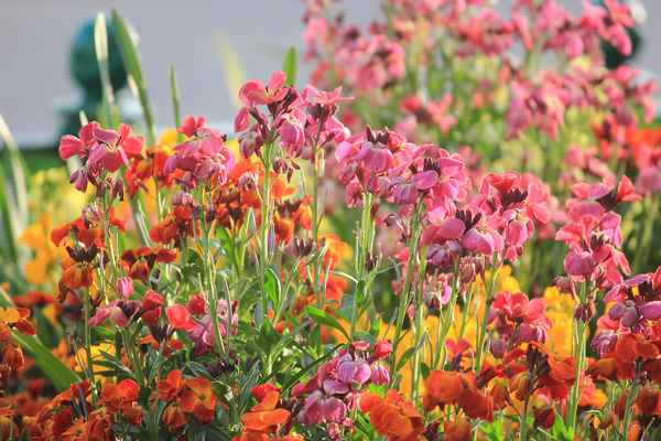 лакфиоль: посадка и уход в открытом грунте, размножение, сорта, выращивание и сочетание в ландшафтном дизайне + фото
