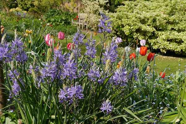 камассия посадка, уход и выращивание в открытом грунте, поведение в ландшафтном дизайне, фото, выращивание из семян