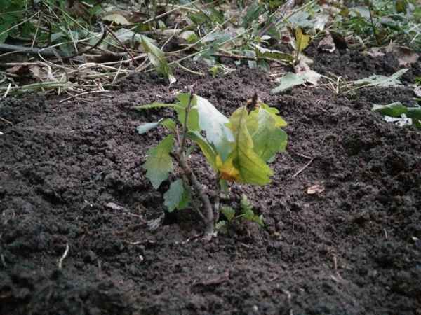 как посадить дуб из саженца на участке + фото и видео