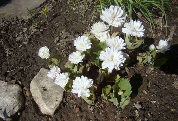 сангвинария посадка и уход, выращивание в открытом грунте и сочетание с другими растениями в ландшафтном дизайне, фото