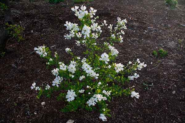 экзохорда посадка и уход в открытом грунте, выращивание и размножение, сорта, фото, сочетание в ландшафтном дизайне