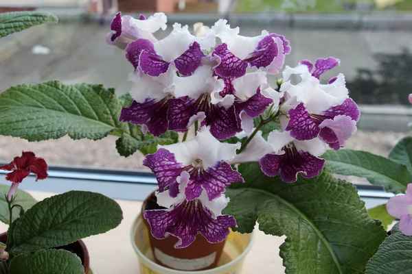 стрептокарпусы посадка и уход, выращивание, размножение, сорта, фото + видео