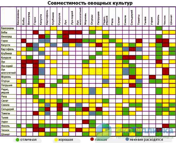 с чем рядом можно сажать баклажаны в теплице, а с чем нельзя