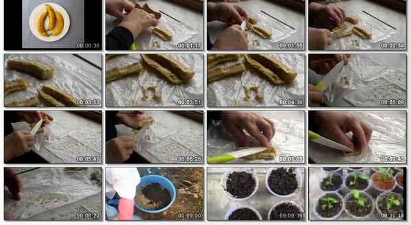 как вырастить банан в домашних условиях из покупного банана и семян + фото