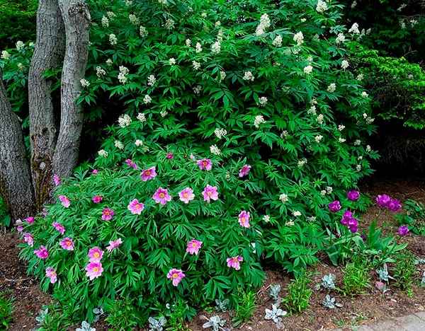 марьин корень: посадка и уход, фото, сочетание в ландшафтном дизайне, размножение и выращивание сорта в открытом грунте
