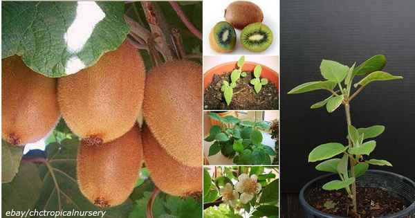 как вырастить киви в домашних условиях: подробное описание с фото