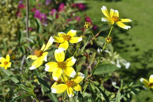 биденс: выращивание и уход в открытом грунте, посадка и размножение, сорта, сочетание в ландшафтном дизайне, фото