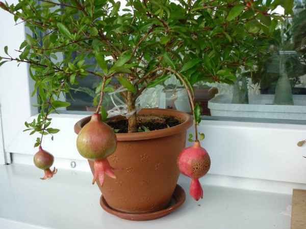 как вырастить гранат из косточки в домашних условиях чтобы были плоды + фото