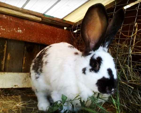 кролики породы бабочка: описание породы, разведение, содержание, уход в домашних условиях, фото
