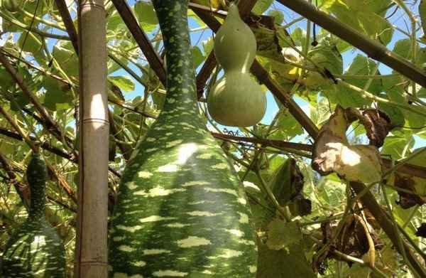 лагенария: посадка и уход, выращивание и размножение в открытом грунте, фото