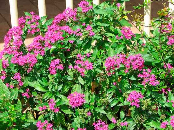 пентас: посадка и уход, фото, место в ландшафтном дизайне, размножение и выращивание в открытом грунте