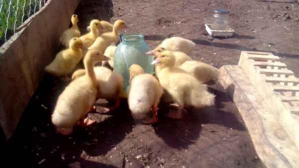 выращивание мулардов в домашних условиях с 1 дня для новичков + видео