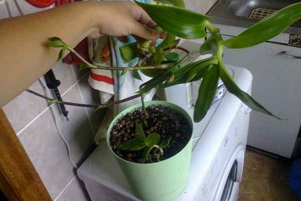 золотой ус выращивание в домашних условиях и уход за ним, размножение и болезни + фото