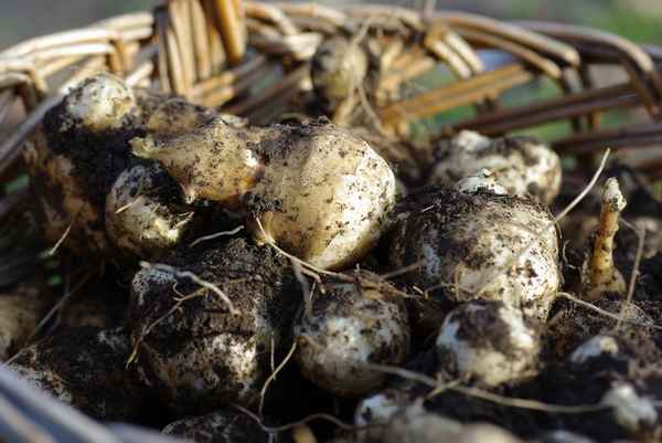 топинамбур посадка и уход, размножение, сорта, выращивание, уборка и хранение + фото