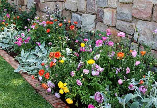 ранункулюсы посадка и уход в открытом грунте, фото цветов, размножение, сорта, выращивание и сочетание в ландшафтном дизайне
