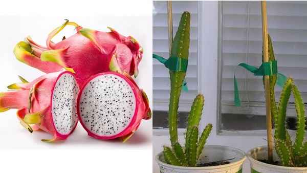 питайя (питахайя) выращивание в домашних условиях из семян (отзывы + фото)