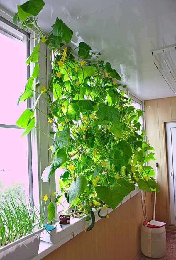 как вырастить огурцы на балконе в домашних условиях (с фото пошагово)