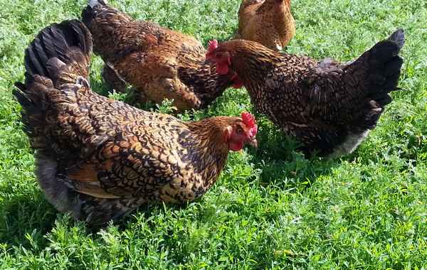 куры кучинские юбилейные: отзывы о породе, описание, фото, недостатки