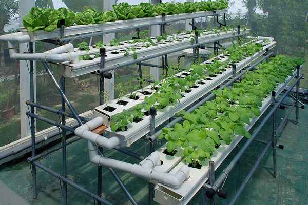 оборудование для выращивания овощей гидропоникой + фото и видео
