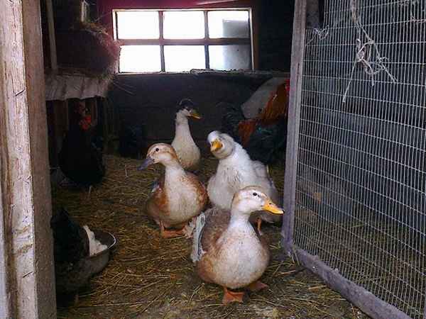 башкирские утки: фото, описание породы, корм в домашних условиях, достоинства и недостатки+ отзывы