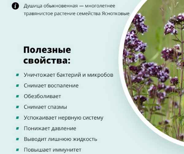 Душица (орегано) лечебные и полезные свойства и противопоказания для женщин и мужчин, рецепты, отзывы + фото