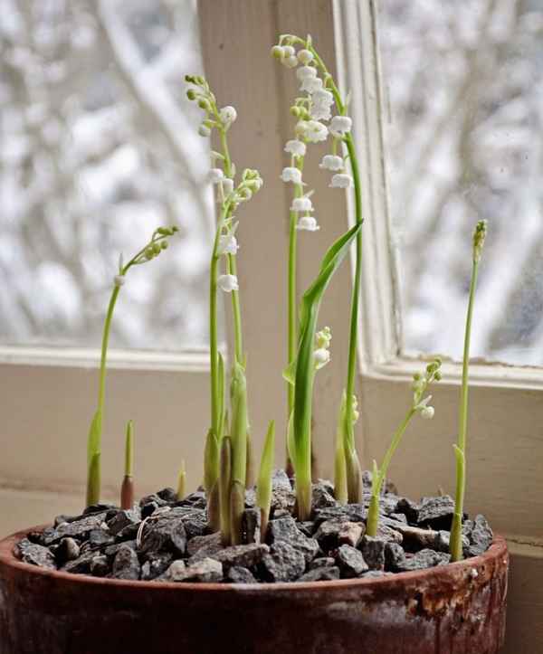 Как вырастить ландыши на даче из семян и дома в горшке + фото